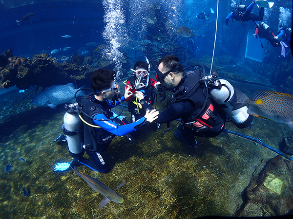 12/12正式上線！PADI 最新課程【休閑潛水員Resort Diver】 丨 一天拿證，潛遍全球