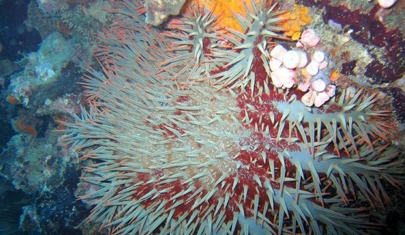 水下被海洋生物傷害到了該怎么辦？